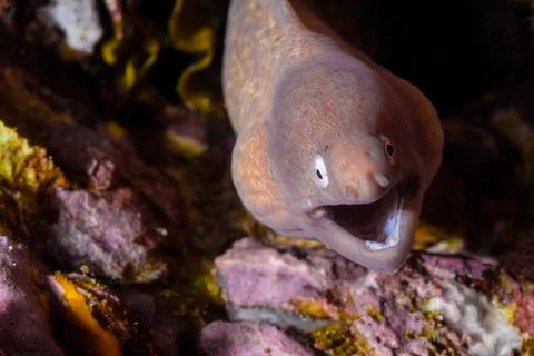 Moray eel on the reef Stock Photos