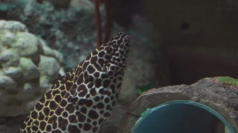 Moray Eel at Rest in a Coral Cave Video stock 46231422