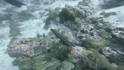 Moray Eel Resting Among Coral on a Tropical Reef in the Maldives Stock Footage 345014819