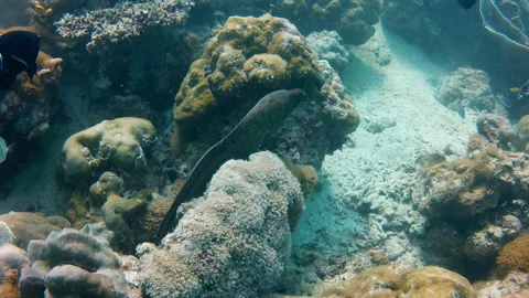 Moray Eel Resting Among Coral Reef Stock Footage 346501489