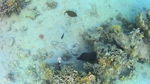 Moray Eel Resting in Coral and Opening Its Mouth in Las Cabanas, Red Sea, Egypt Stock Footage 340751162