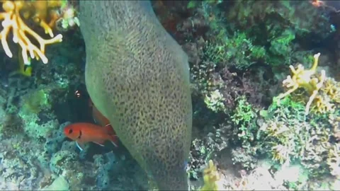 Moray Eel Resting in a Coral Cave, Close-Up, Marsa Alam, Egypt Видео 343303395