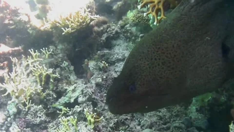 Moray Eel Resting in a Coral Cave, Close-Up, Marsa Alam, Egypt 스톡 동영상 343303412