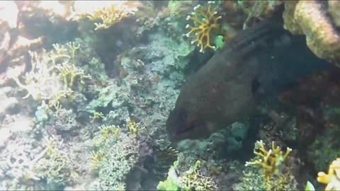 Moray Eel Resting in a Coral Cave, Close-Up, Marsa Alam, Egypt Stockbeeldmateriaal 343303413