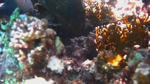 Moray Eel Resting in a Coral Cave, Close-Up, Marsa Alam, Egypt 動画素材 343307123
