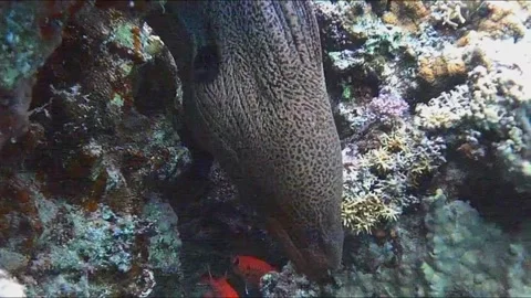 Moray Eel Resting in a Coral Cave, Close-Up, Marsa Alam, Egypt 스톡 동영상 343308025