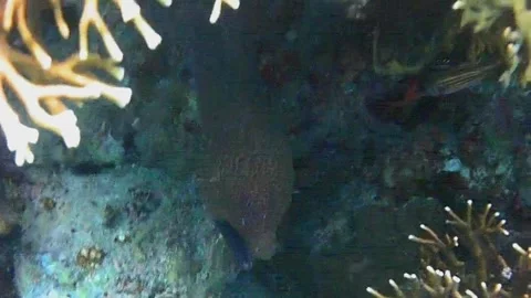 Moray Eel Resting in a Coral Cave, Close-Up, Marsa Alam, Egypt Stockbeeldmateriaal 343308174