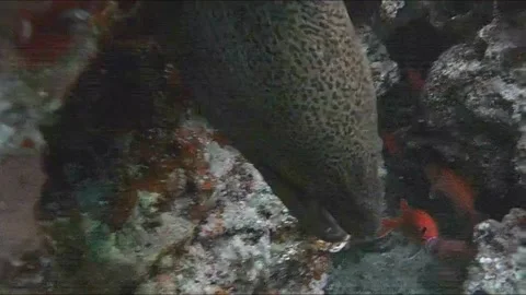 Moray Eel Resting in a Coral Cave, Close-Up, Marsa Alam, Egypt Video stock 343308355