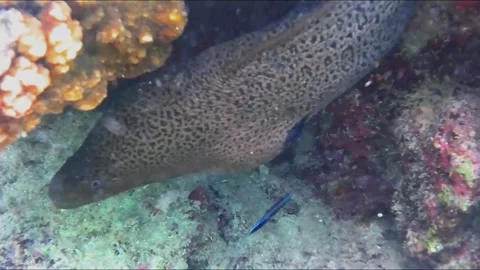 Moray Eel Resting in a Coral Cave, Close-Up, Marsa Alam, Egypt Video stock 343308514