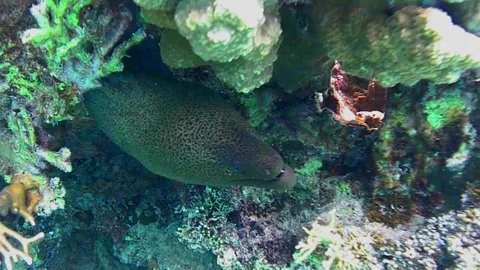 Moray Eel Resting in a Coral Cave, Close-Up, Marsa Alam, Egypt Video stock 343309593
