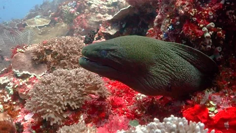 Moray eel resting in a coral reef and opening its mouth Stock Footage 130239960