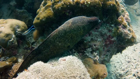 Moray Eel Resting on Coral Reef with Cleaner Wrasse Stock Footage 346348552