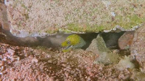 Moray Eel Resting in Reef Crevice with Only Its Head and Open Mouth Visible Stock Footage 311937256