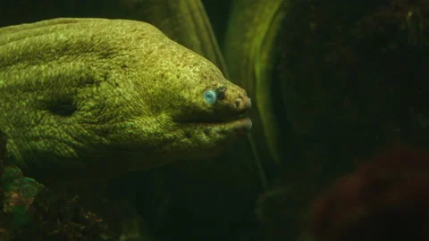 Moray Eel Resting In Rocks Stock Footage 196932875