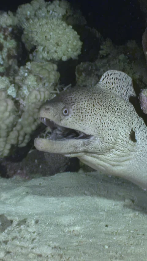 Moray eel reveals its jaws in the depths of the Red Sea Stock Footage 314133740