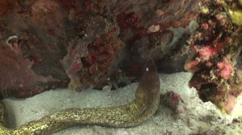Moray eel with rock Stock Footage 33073727