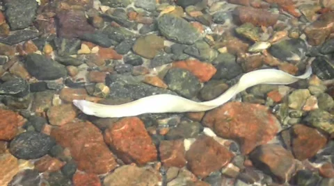 The moray eel on shoal Stock Footage 55375249