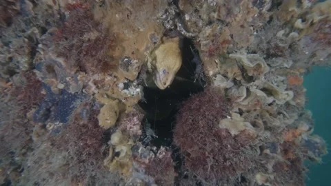 Moray Eel shrimp Stock Footage 229821249