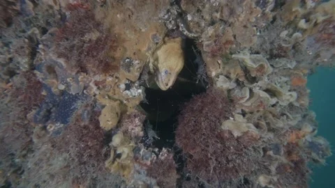 Moray Eel shrimp Stock Footage 229821433