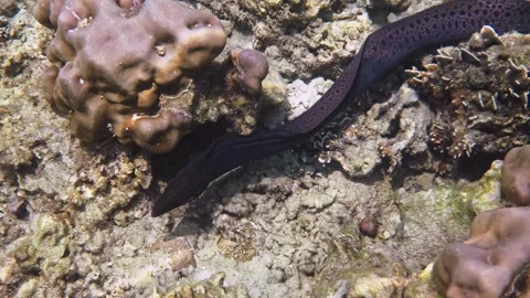 Moray eel slithering across coral reef underwater Stock Footage 340553993