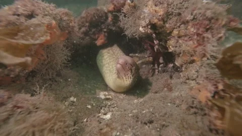Moray Eel small Stock Footage 229821887