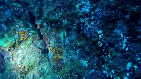 Moray eel-south andaman Vídeo Stock 247232750