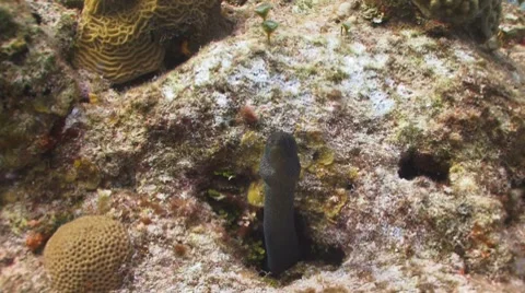 Moray eel, spotted Видео 8677299
