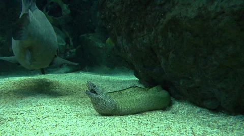 Moray Eel (spotted) plus Grouper &amp; Other Reef Fish Video stock 37927159