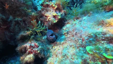 Moray eel stills in a colourful seabed Stock Footage 346414065