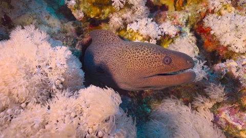 Moray eel surrounded by corals Stock Footage 235188105