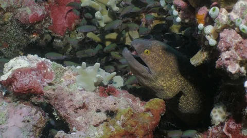 Moray eel surrounded by schooling fish in Coral reef Stock Footage 100629714