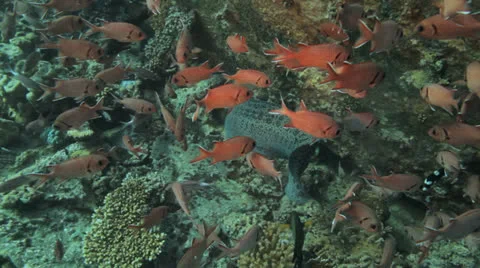 Moray eel surrounded by solder fish Vídeos de archivo 22705317