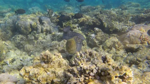 Moray eel swim above a top of coral reef in shallow water in the morning sun ray Video stock 183740951