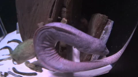 Moray Eel Swimming And Exploring Stock Footage 56031317