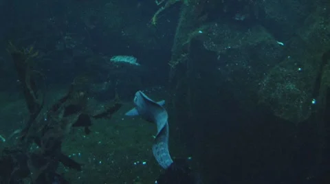 Moray Eel Swimming Away 스톡 동영상 8560086