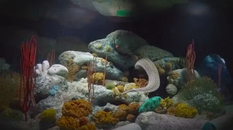 Moray Eel Swimming Back to its Home in a Coral Cave. Stock-Footage 46231513
