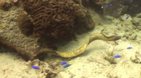 Moray eel swimming Stock Footage 33070291