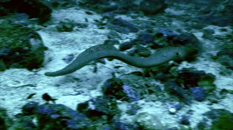 Moray eel swimming Stock Footage 42890049