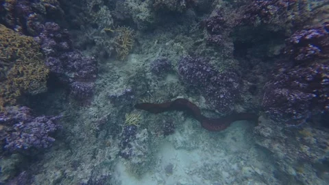 Moray eel swimming from one hole to another on a coral reef in the south pacific Stock Footage 308427262