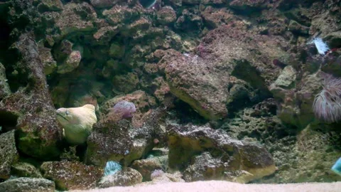Moray eel swimming out of a rocky reef Stock Footage 326865232
