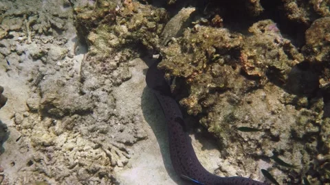 Moray eel swimming over coral reef, underwater marine life habitat Stock Footage 340552258