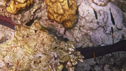 Moray eel swimming through coral reef, underwater wildlife behavior Stock Footage 334411507