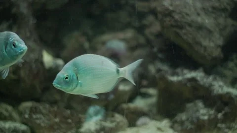 Moray eel swimming through school of fish Stock Footage 328246469