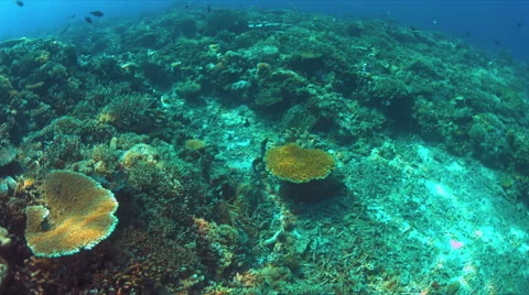 Moray eel swims over a coral reef Stock Footage 62592875