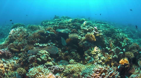 Moray eel swims over a coral reef Stock Footage 62598858