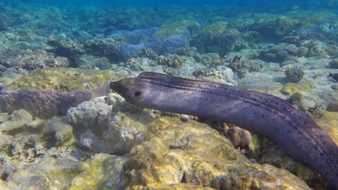 Moray eel swims over top of coral reef in shallow water in the morning sunlight. Stock Footage 161977294