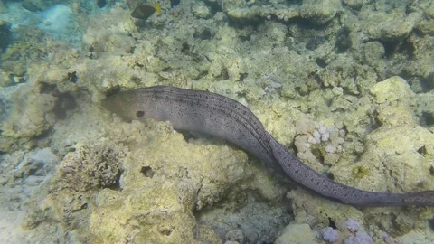 Moray eel swims over top of coral reef in shallow water in the morning Video stock 162379980