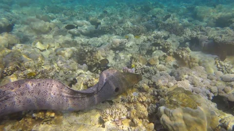 Moray eel swims over top of coral reef in shallow water in the morning Video stock 164493569