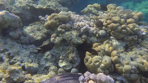 Moray eel swims over top of coral reef in shallow water in the morning rays of Video stock 165603268