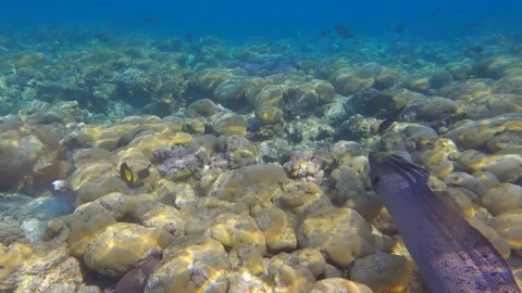 Moray eel swims over top of coral reef in shallow water in the morning sunlight. Video stock 172239195